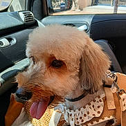 Moly participe au concours pour gagner de l'argent avec cette photo : dog, poodle_mix, pet, car_interior, passenger_seat, harness, polka_dot, tongue_out, happy, fur, close_up, portrait, collar, leash, sunlight, window, reflection, seat, cute, small_dog
