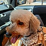 dog, poodle_mix, pet, car_interior, passenger_seat, harness, polka_dot, tongue_out, happy, fur, close_up, portrait, collar, leash, sunlight, window, reflection, seat, cute, small_dog