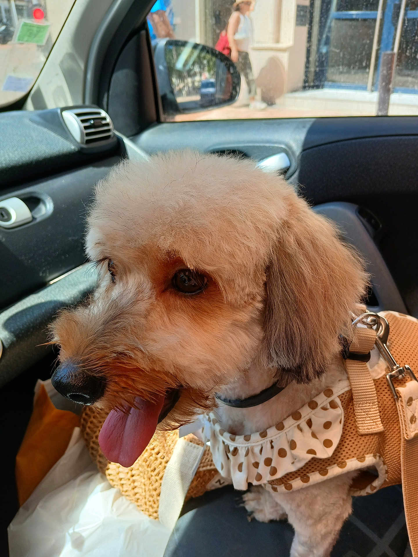 Moly participe au concours pour gagner de l'argent avec cette photo : dog, poodle_mix, pet, car_interior, passenger_seat, harness, polka_dot, tongue_out, happy, fur, close_up, portrait, collar, leash, sunlight, window, reflection, seat, cute, small_dog