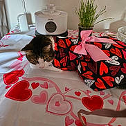 Pumpkin is registered to the contest to win money with this photo: cat, table, cloth, heart_pattern, pink_bow, plant, indoor, pet, fur, animal, domestic, resting, fabric, decoration, home, cute, cozy, accessory, pattern, colorful