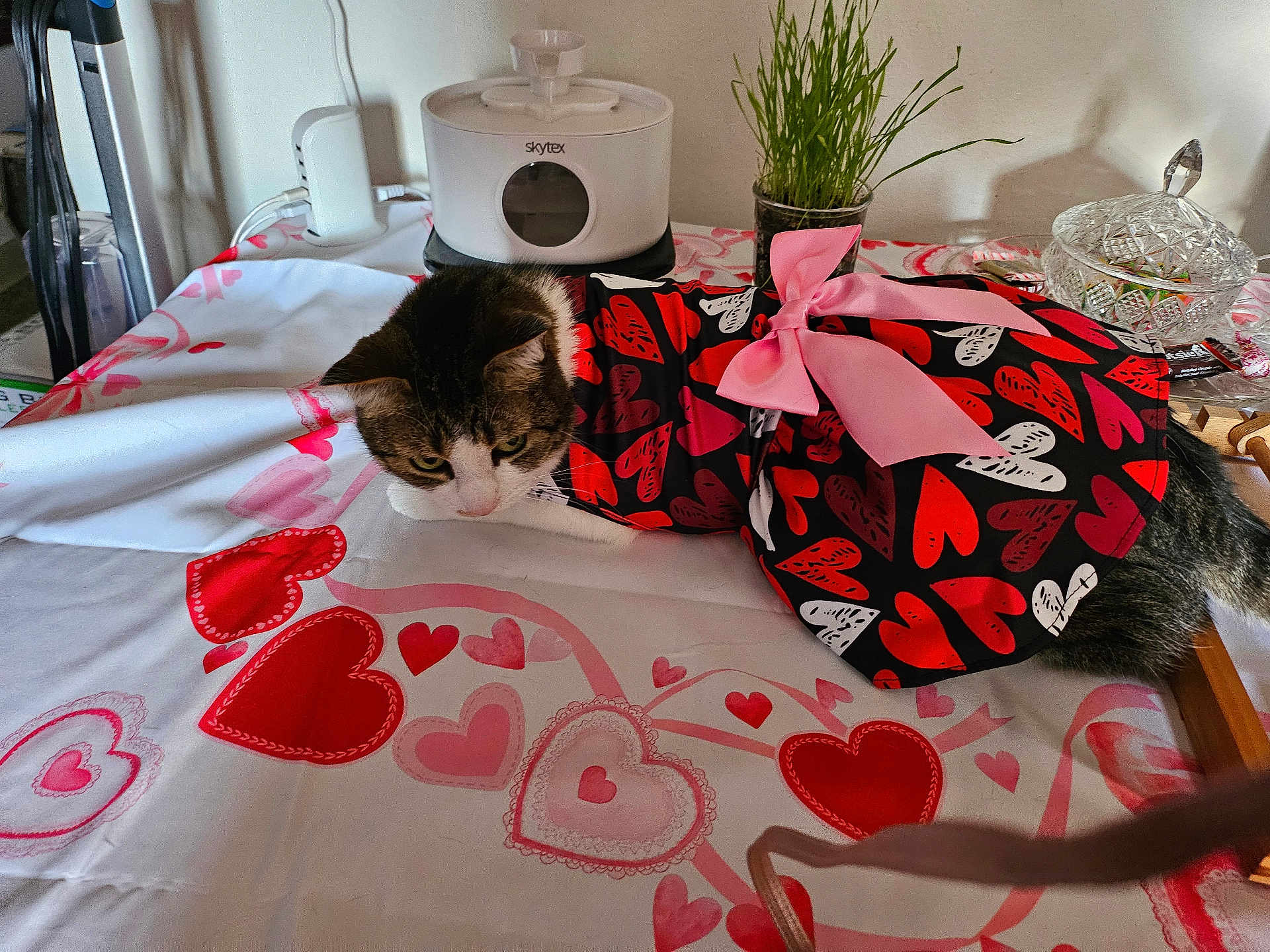 Pumpkin is registered to the contest to win money with this photo: cat, table, cloth, heart_pattern, pink_bow, plant, indoor, pet, fur, animal, domestic, resting, fabric, decoration, home, cute, cozy, accessory, pattern, colorful