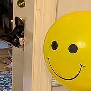 Charlotte is registered to the contest to win money with this photo: animal, black_and_white_cat, carpet, cat, curious, decor, door, door_handle, happy, household, indoor, light, peeking, playful, room, smiley_face, wall, whiskers, wood_floor, yellow_balloon