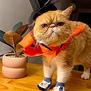 Gilbert is registered to the contest to win money with this photo: cat, orange_cat, pet, animal, costume, top_hat, halloween, festive, slippers, clothing, serious_expression, flat_face, whiskers, ears, eyes, standing, indoor, wooden_floor, potted_plant, portrait