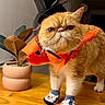 cat, orange_cat, pet, animal, costume, top_hat, halloween, festive, slippers, clothing, serious_expression, flat_face, whiskers, ears, eyes, standing, indoor, wooden_floor, potted_plant, portrait