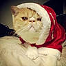 Gilbert is registered to the contest to win money with this photo: cat, pet, animal, santa_hat, christmas, red, white, fluffy, short_hair, orange, tabby, portrait, close_up, face, paws, blanket, indoors, bed, holiday, funny