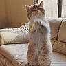 cat, orange_cat, white_cat, tabby, fluffy, fur, pet, animal, sitting, upright, portrait, face, ears, whiskers, paws, sofa, couch, indoors, window, sunlight