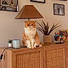 Gilbert joined the competition — help win amazing prizes! cat, ginger_cat, white_cat, pet, animal, sitting, indoors, living_room, cabinet, rattan, lamp, lampshade, houseplant, framed_photos, home_decor, furniture, wood, portrait, grumpy_expression, cozy_interior
