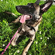 Snow participe au concours pour gagner de l'argent avec cette photo : dog, canine, grass, greenery, daisies, flower, outdoor, sunlight, pet, leash, tongue, ears, happy, animal, nature, lying_down, collar, daytime, close_up, playful