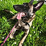 dog, canine, grass, greenery, daisies, flower, outdoor, sunlight, pet, leash, tongue, ears, happy, animal, nature, lying_down, collar, daytime, close_up, playful