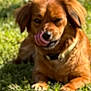 animal, brown_dog, canine, collar, cute, daylight, dog, domestic_animal, friendly, fur, grass, grass_field, lying_down, mammal, nature, outdoor, pet, sunlight, tongue, tongue_out