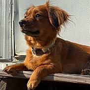 Coco Bella Chanel is registered to the contest to win money with this photo: animal, background, brown_fur, calm, canine, close_up, collar, daylight, dog, ears, fence, outdoor, paw, pet, portrait, relaxed, side_view, sunlight, texture, wooden_surface