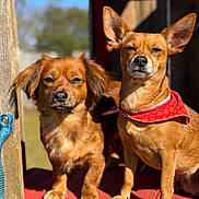 Coco Bella Chanel is registered to the contest to win money with this photo: dog, pet, animal, outdoor, sunlight, wooden_platform, red_bandana, brown_fur, small_dog, ears, face, snout, paws, daylight, nature, cute, portrait, sitting, fence, backyard