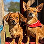 dog, pet, animal, outdoor, sunlight, wooden_platform, red_bandana, brown_fur, small_dog, ears, face, snout, paws, daylight, nature, cute, portrait, sitting, fence, backyard