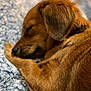 animal, blanket, brown_fur, canine, close_up, cozy, cute, dog, domestic, fur, indoor, mammal, paw, peaceful, pet, relaxing, resting, sleeping, snug, soft