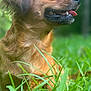 Coco Bella Chanel joined the competition — help win amazing prizes! dog, brown_dog, grass, outdoor, tongue_out, happy, pet, canine, fur, close_up, blurred_background, nature, animal, side_profile, greenery, daylight, smiling, cute, friendly, playing