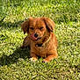 Coco Bella Chanel joined the competition — help win amazing prizes! dog, grass, outdoor, pet, animal, tongue, sunlight, nature, cute, brown, collar, playful, lying_down, one_eye_closed, muzzle, fur, small_dog, daylight, green, tongue_out