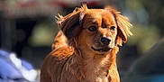 Coco Bella Chanel is registered to the contest to win money with this photo: dog, animal, pet, outdoor, sunlight, brown_fur, canine, portrait, fur, alert, nature, daylight, standing, mammal, ears, snout, eyes, cute, focused, blurred_background