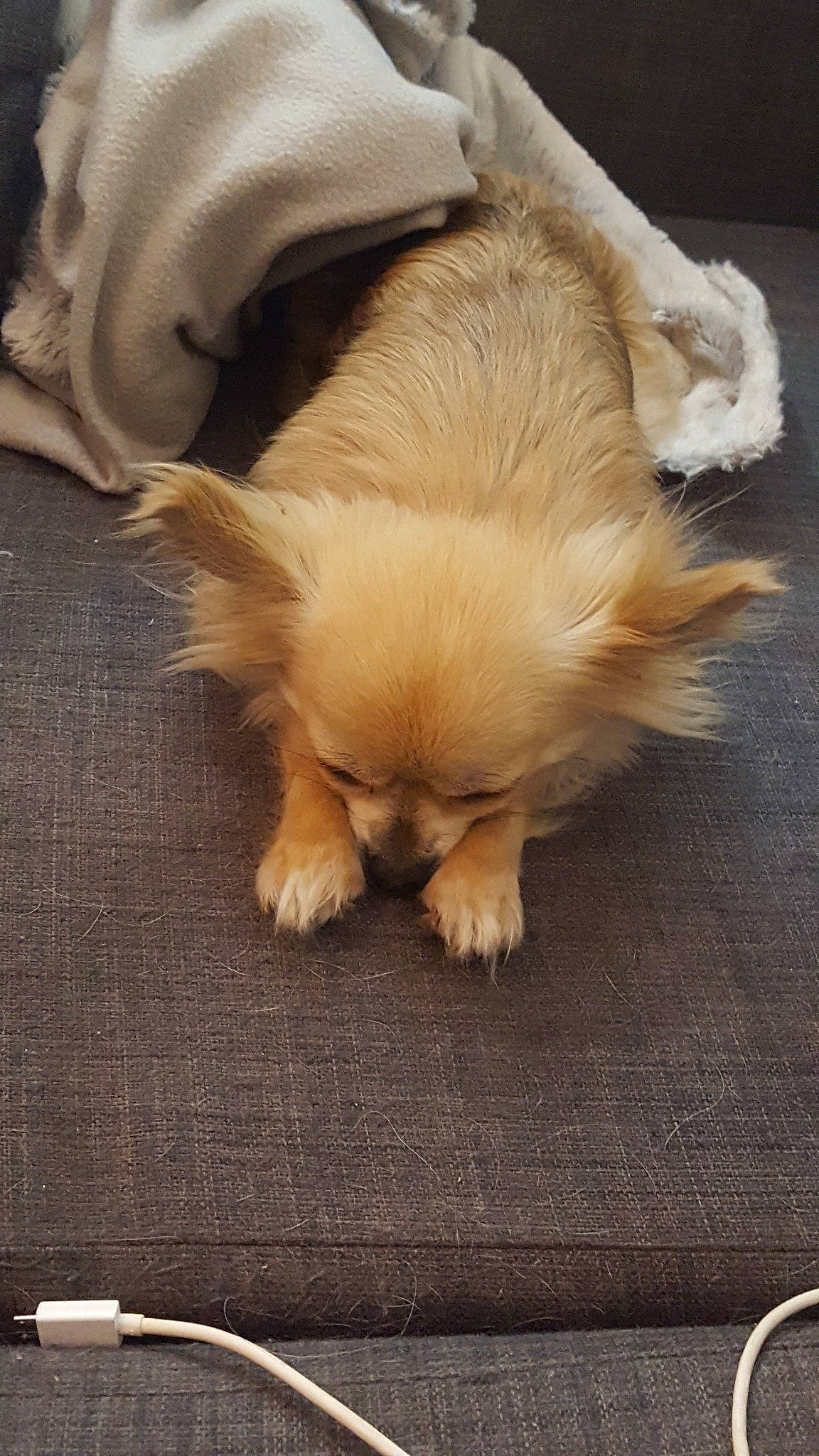 Licia participe au concours pour gagner de l'argent avec cette photo : canidae, carnivore, companion_dog, dog, dog_breed, fawn, fur, mammal, pekingese, pomeranian, puppy, snout, sporting_group, tibetan_spaniel, toy_dog