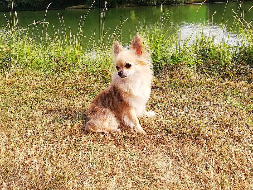 Licia participe au concours pour gagner de l'argent avec cette photo : cairn_terrier, canidae, carnivore, companion_dog, dog, dog_breed, fawn, german_spitz, german_spitz_mittel, grass, icelandic_sheepdog, mammal, norwich_terrier, pomeranian, portuguese_podengo, puppy, rare_breed_dog, spitz, sporting_group, vertebrate