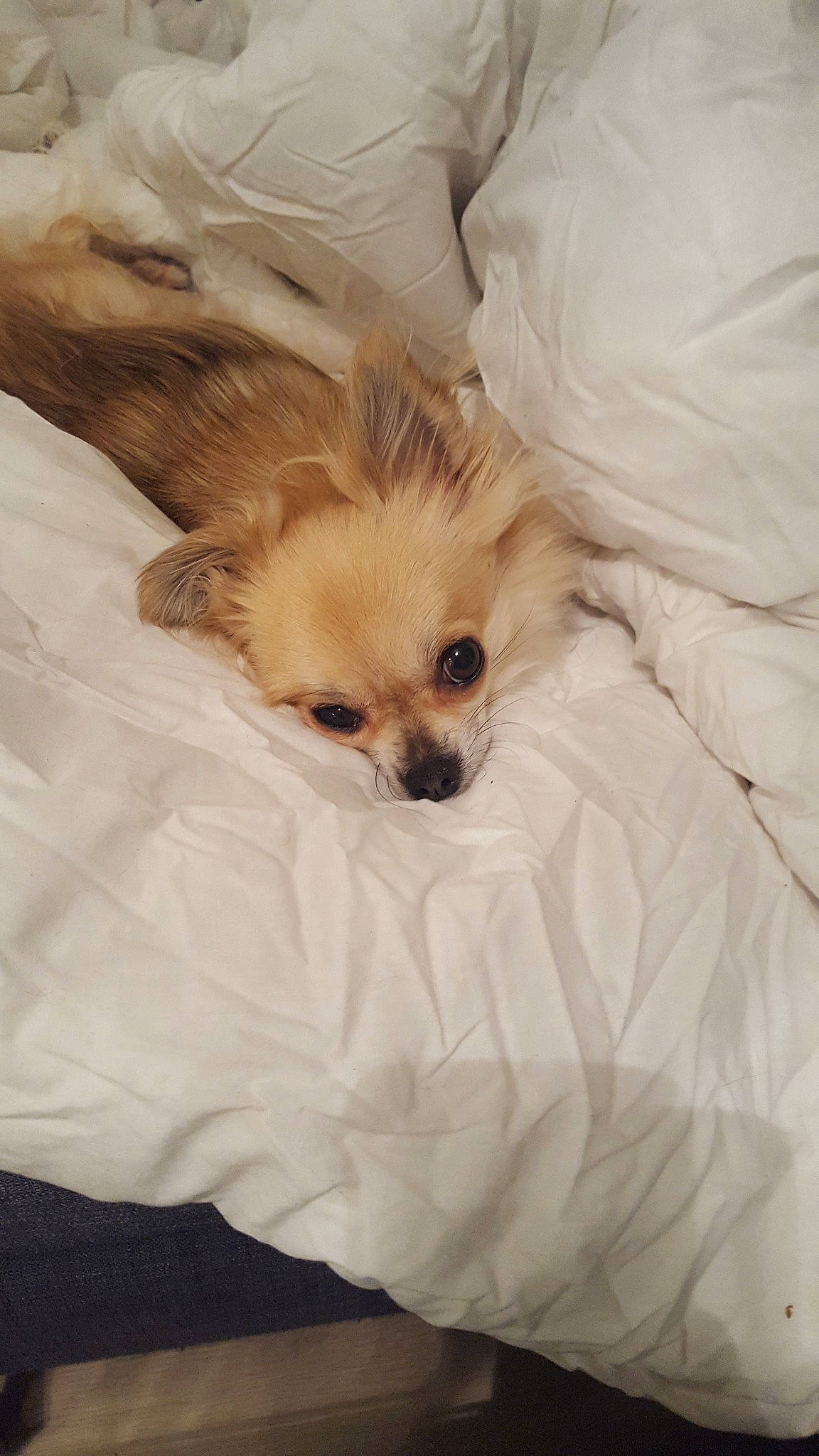 Licia a rejoint le concours — aidez-le/la à gagner de superbes lots ! canidae, carnivore, chihuahua, companion_dog, dog, dog_breed, fawn, fur, mammal, pomeranian, puppy, skin, snout, toy_dog, whiskers