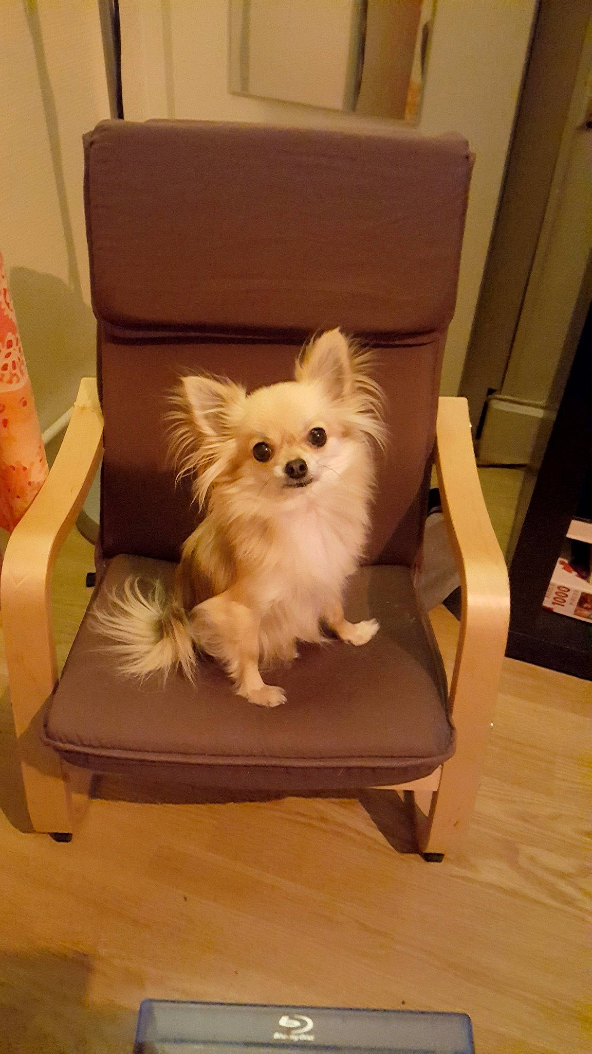 Licia a rejoint le concours — aidez-le/la à gagner de superbes lots ! canidae, carnivore, companion_dog, dog, dog_breed, fawn, furniture, german_spitz, german_spitz_mittel, mammal, non_sporting_group, pomeranian, puppy, spitz, toy_dog, volpino_italiano