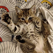 Kiara participe au concours pour gagner de l'argent avec cette photo : kitten, tabby, cat, paw, fur, whiskers, bed, blanket, playful, cute, animal, pet, young, striped, resting, indoor, soft, patterned, curious, feline