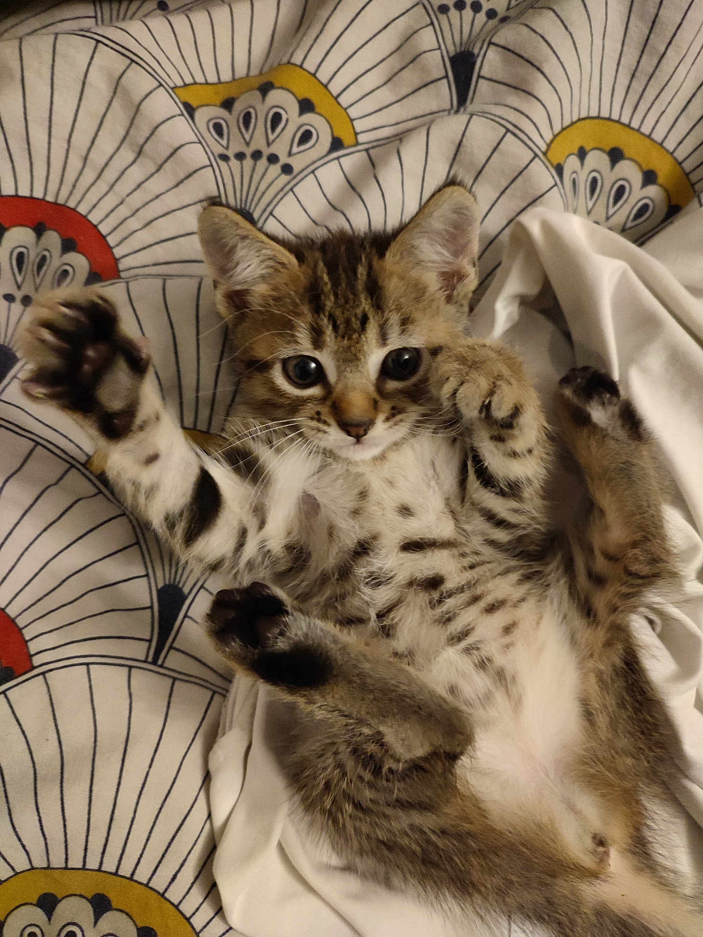 Kiara participe au concours pour gagner de l'argent avec cette photo : kitten, tabby, cat, paw, fur, whiskers, bed, blanket, playful, cute, animal, pet, young, striped, resting, indoor, soft, patterned, curious, feline