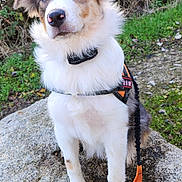 Vick participe au concours pour gagner de l'argent avec cette photo : alert, animal, black_fur, brown_fur, bushes, canine, daylight, dog, fluffy, grass, harness, leash, muddy_paws, nature, outdoor, pet, portrait, rock, sitting, white_fur