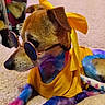 dog, sunglasses, yellow_bow, yellow_shirt, colorful_fur, rainbow_colors, pet, indoor, blanket, relaxed, cute, fashion, accessory, animal, companion, portrait, canine, domestic_animal, funny, cozy