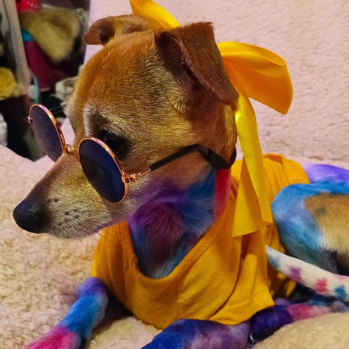 Tango joined the competition — help win amazing prizes! dog, sunglasses, yellow_bow, yellow_shirt, colorful_fur, rainbow_colors, pet, indoor, blanket, relaxed, cute, fashion, accessory, animal, companion, portrait, canine, domestic_animal, funny, cozy