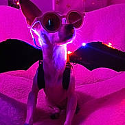 Cassie joined the competition — help win amazing prizes! dog, sunglasses, bat_wings, pink_lighting, purple_lighting, blanket, indoor, pet, costume, decorations, stars, cozy, animal, cute, funny, portrait, fashion, accessories, relaxing, night