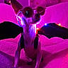 dog, sunglasses, bat_wings, pink_lighting, purple_lighting, blanket, indoor, pet, costume, decorations, stars, cozy, animal, cute, funny, portrait, fashion, accessories, relaxing, night