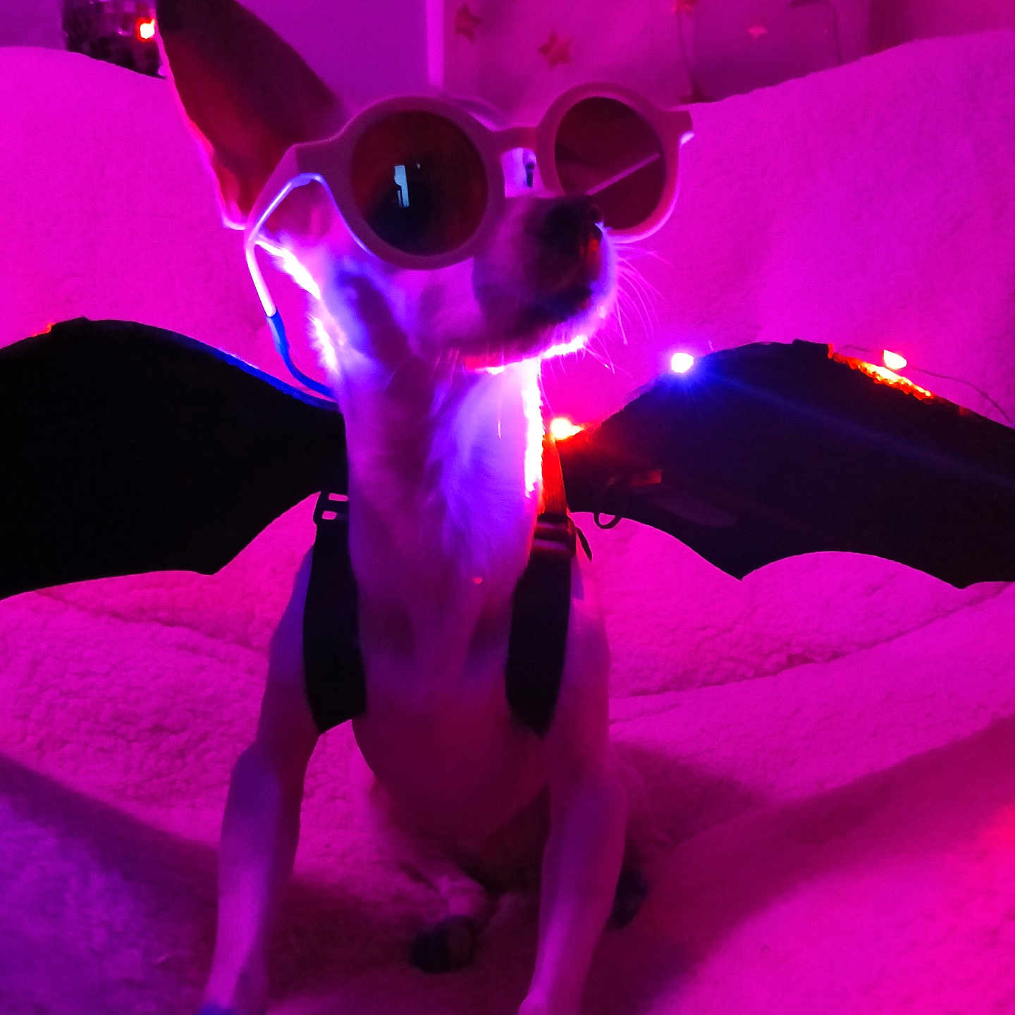 Cassie joined the competition — help win amazing prizes! dog, sunglasses, bat_wings, pink_lighting, purple_lighting, blanket, indoor, pet, costume, decorations, stars, cozy, animal, cute, funny, portrait, fashion, accessories, relaxing, night
