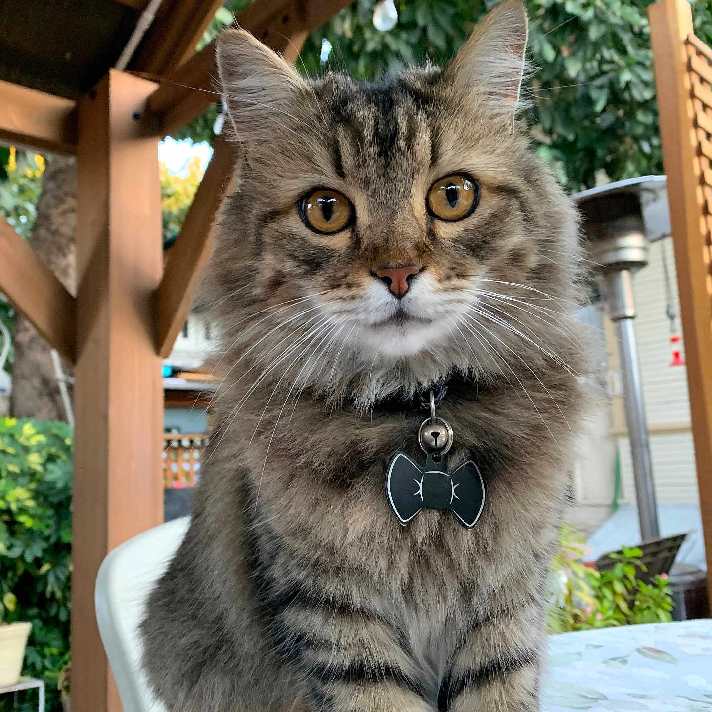 Oliver is registered to the contest to win money with this photo: amber_eyes, animal, bowtie, cat, collar, cute, domestic_cat, ears, feline, fluffy, greenery, nature, outdoor, pet, portrait, sitting, tabby, table, whiskers, wood