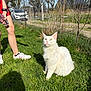 cat, white_cat, yellow_eyes, grass, outdoor, fence, person_leg, sneaker, phone, shadow, tree, car, rural, pet, sitting, fluffy, whiskers, sunlight, spring, domestic_animal