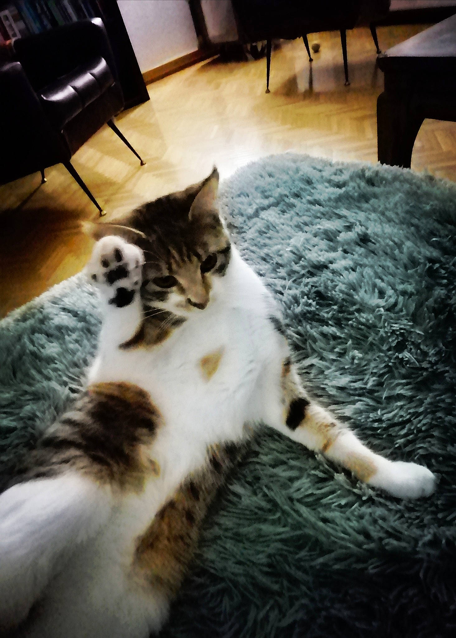 Frida a rejoint le concours — aidez-le/la à gagner de superbes lots ! aegean_cat, carnivore, cat, domestic_short_haired_cat, european_shorthair, felidae, fur, kitten, norwegian_forest_cat, paw, polydactyl_cat, sky, small_to_medium_sized_cats, tabby_cat, tail, whiskers