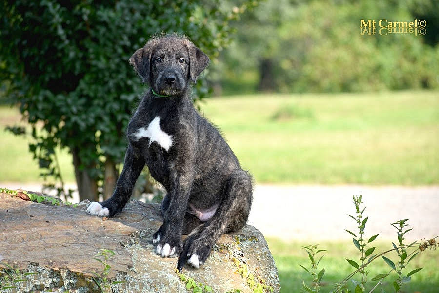 Sully joined the competition — help win amazing prizes! ancient_dog_breeds, borador, canidae, carnivore, companion_dog, dog, dog_breed, grass, hunting_dog, non_sporting_group, plant, snout, sporting_group, tail, terrestrial_animal, tree, working_animal, working_dog