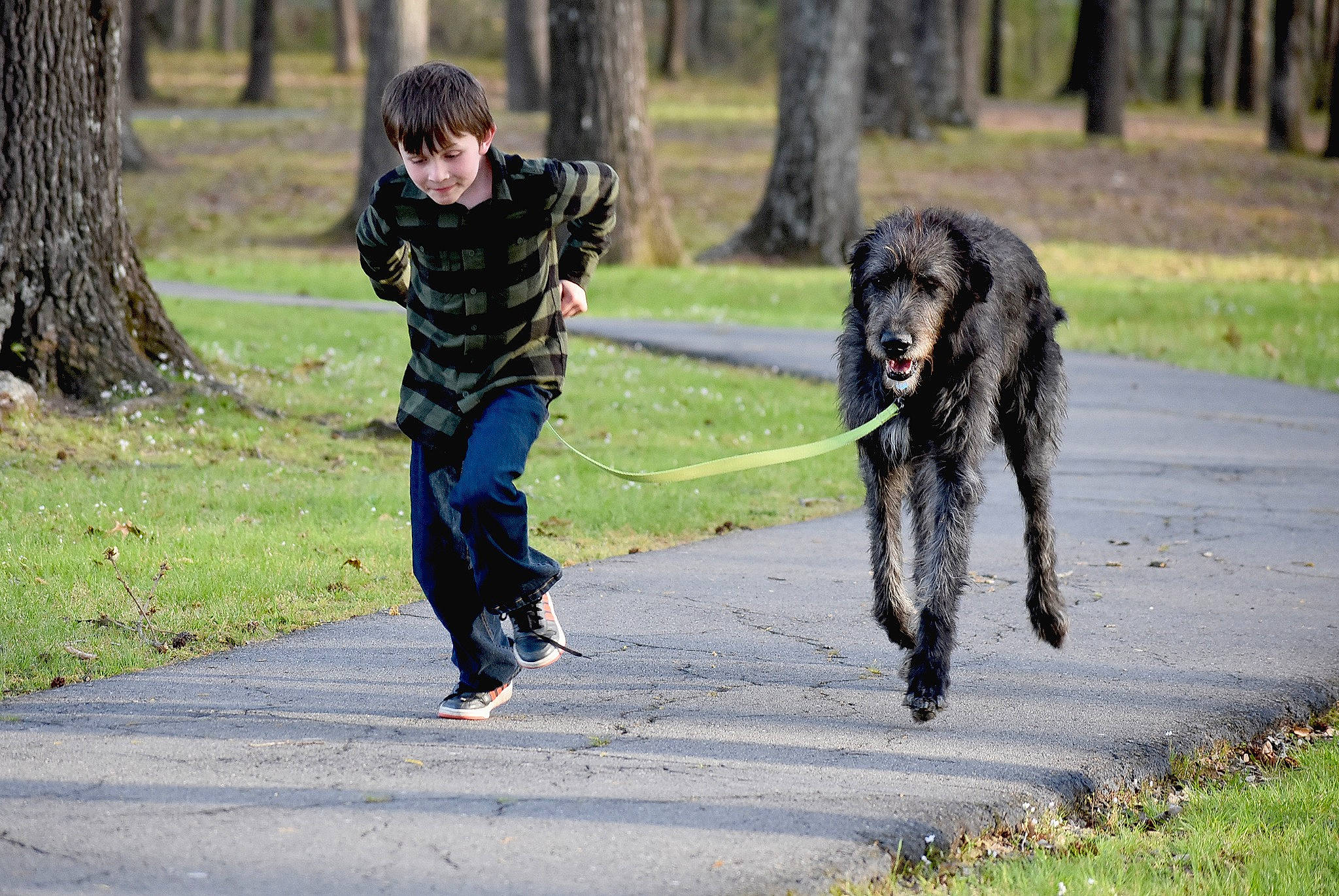 Austin joined the competition — help win amazing prizes! canidae, carnivore, companion_dog, dog, dog_breed, dog_sports, fun, fur, grass, guard_dog, gun_dog, leash, leisure, plant, recreation, spaniel, sporting_group, tail, tree, walking