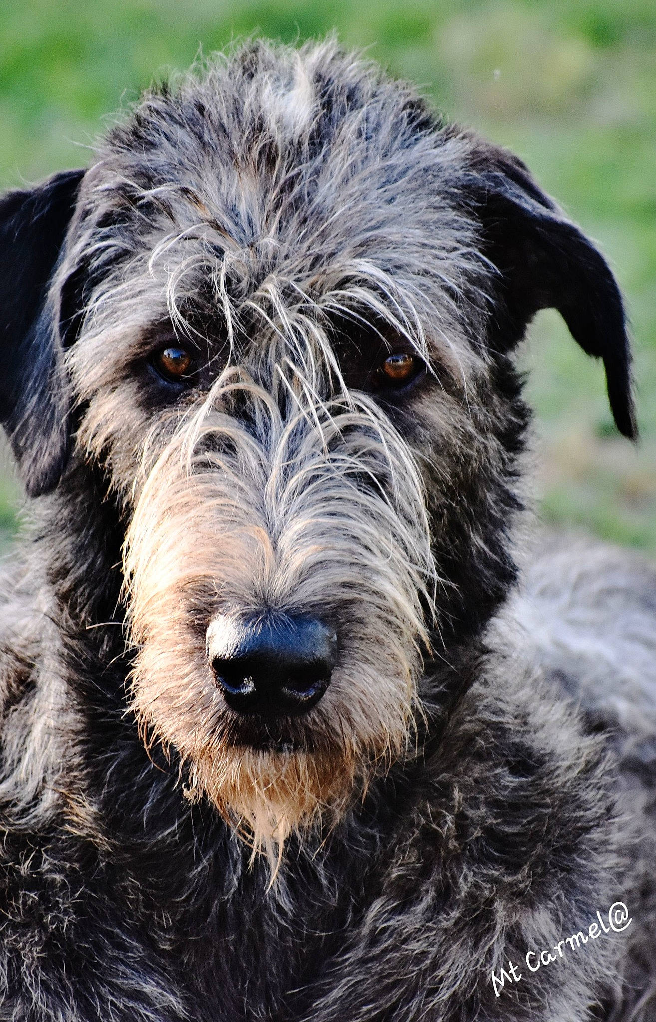 Sookie joined the competition — help win amazing prizes! ancient_dog_breeds, canidae, carnivore, companion_dog, dog, dog_breed, fur, schnauzer, small_terrier, snout, sporting_group, terrestrial_animal, terrier, working_animal, working_dog