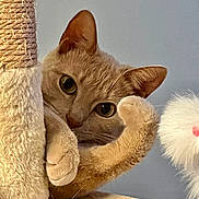 Ellie is registered to the contest to win money with this photo: cat, orange_cat, paw, scratching_post, toy, fluffy, indoor, curious, pet, closeup, feline, playful, whiskers, ears, claws, soft_texture, looking, cute, animal, relaxed