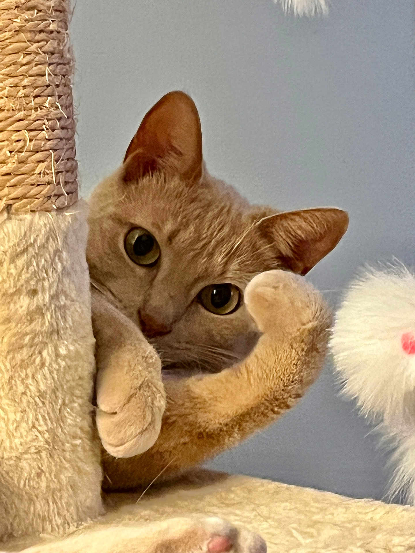 Ellie is registered to the contest to win money with this photo: cat, orange_cat, paw, scratching_post, toy, fluffy, indoor, curious, pet, closeup, feline, playful, whiskers, ears, claws, soft_texture, looking, cute, animal, relaxed