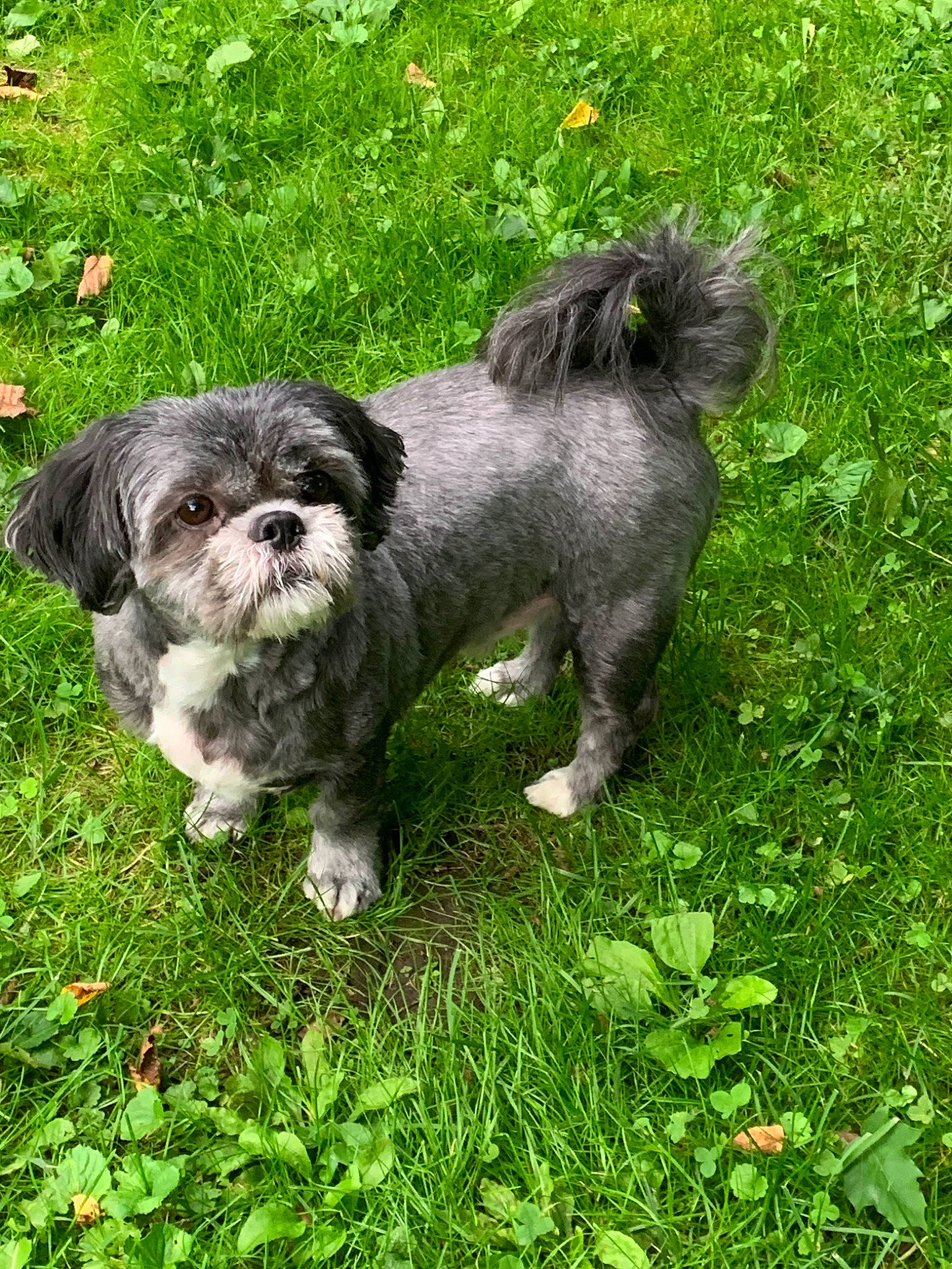 Oscar joined the competition — help win amazing prizes! bolonka, canidae, carnivore, chinese_imperial_dog, companion_dog, dog, dog_breed, grass, havanese, kyi_leo, lhasa_apso, lowchen, mal_shi, mammal, morkie, pekapoo, puppy, shih_tzu, tibetan_terrier, vertebrate