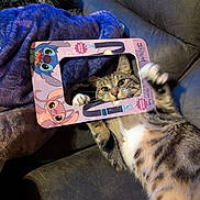 Mr Marbles joined the competition — help win amazing prizes! animal, blanket, cat, couch, cozy, curious, cute, disney, face, feline, frame, fur, indoor, paws, pet, playing, relaxing, stitch, tabby, whiskers