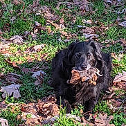 Brutus joined the competition — help win amazing prizes! animal, autumn, black_dog, canine, daytime, dog, fall, fur, grass, leaf, leaves, lying_down, muzzle, nature, outdoor, park, pet, playful, relaxing, sunlight
