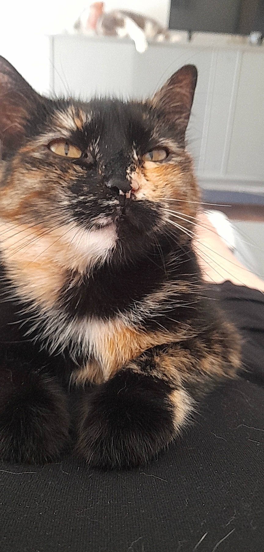 Prune a rejoint le concours — aidez-le/la à gagner de superbes lots ! carnivore, cat, claw, domestic_short_haired_cat, ear, felidae, fur, paw, sitting, small_to_medium_sized_cats, snout, tail, terrestrial_animal, whiskers