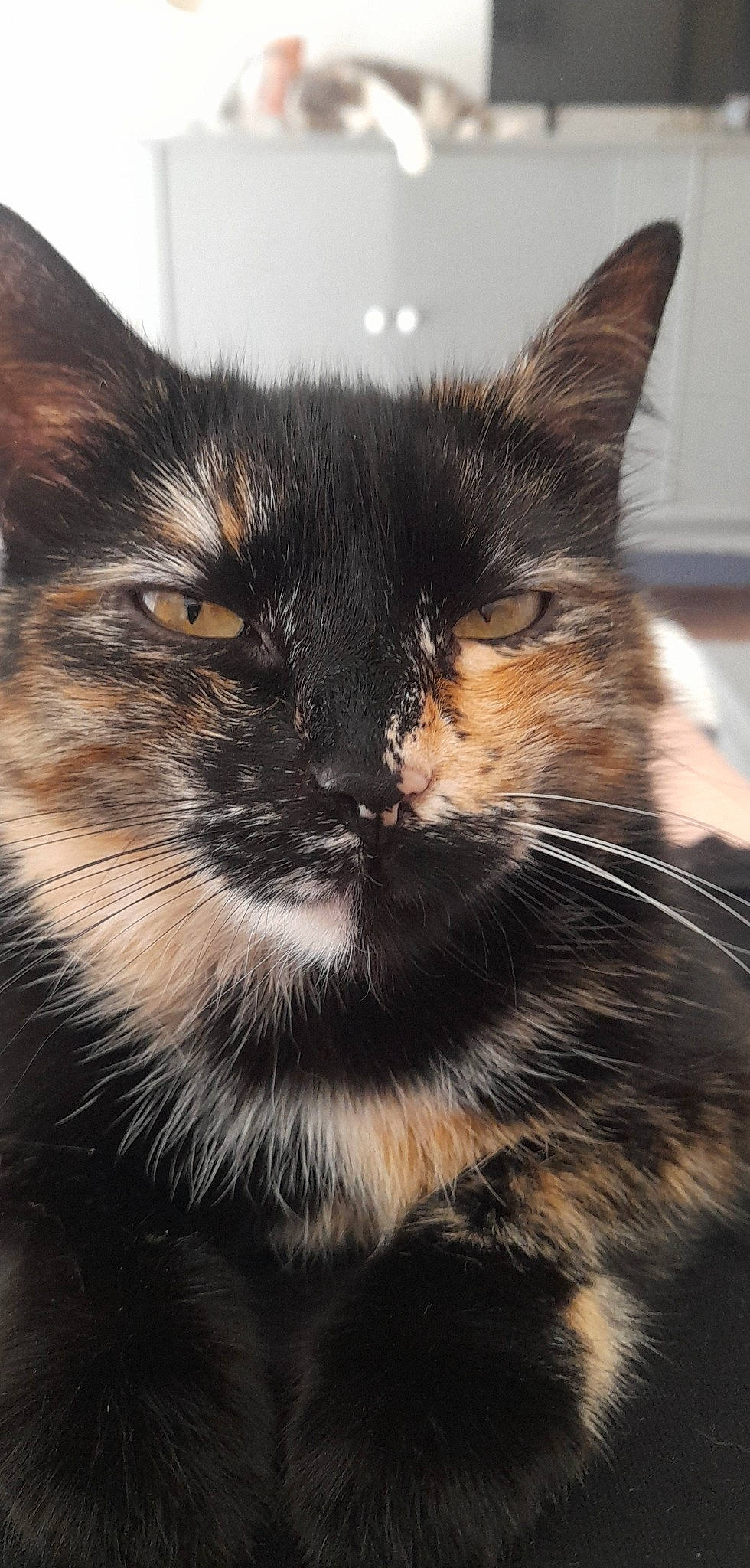 Prune participe au concours pour gagner de l'argent avec cette photo : carnivore, cat, claw, comfort, domestic_short_haired_cat, ear, felidae, fur, hair, head, small_to_medium_sized_cats, snout, terrestrial_animal, whiskers