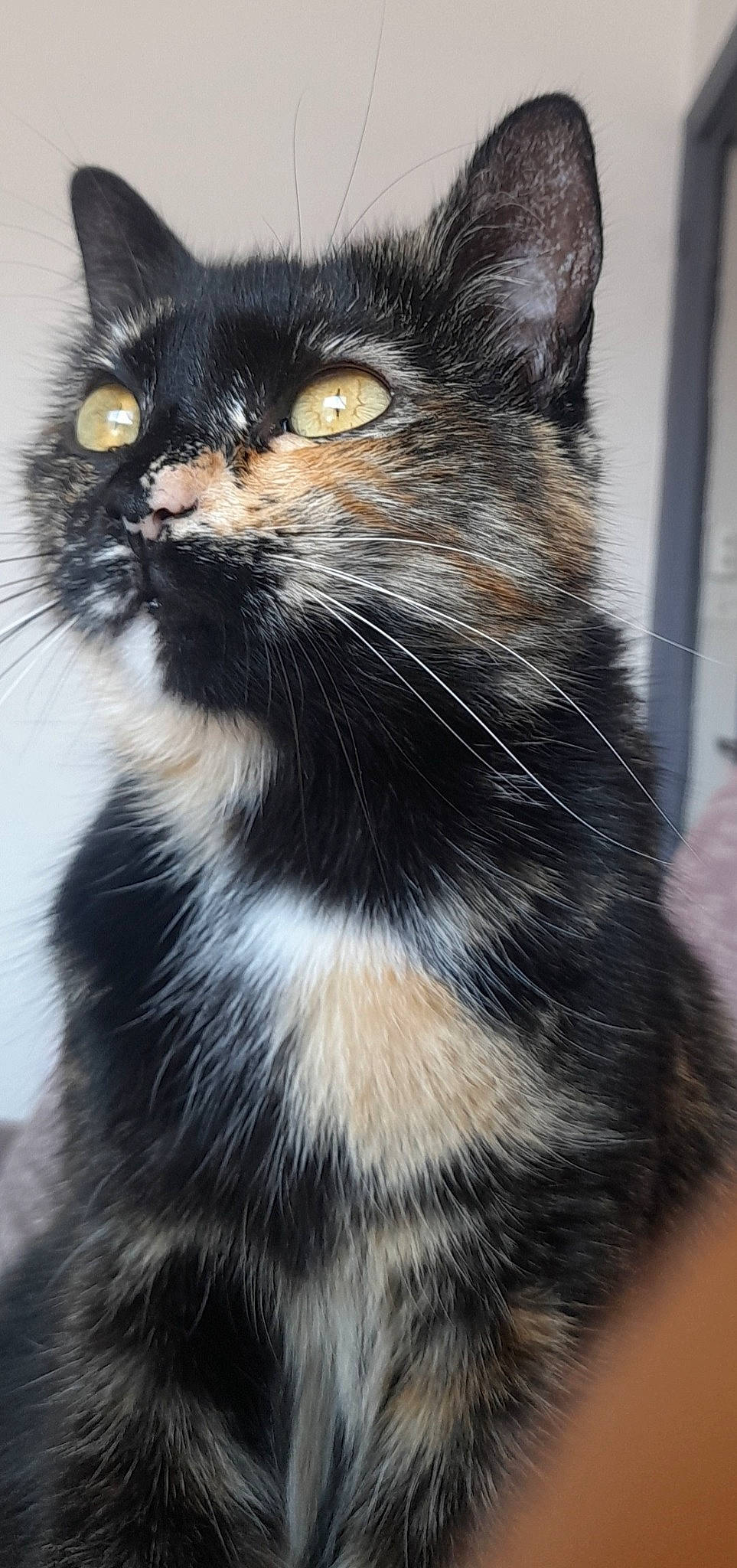 Prune participe au concours pour gagner de l'argent avec cette photo : black_cat, carnivore, cat, domestic_short_haired_cat, felidae, fur, plant, small_to_medium_sized_cats, snout, terrestrial_animal, whiskers, wildlife, window