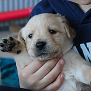 Rassie joined the competition — help win amazing prizes! animal, bodypart, canine, clothing, cockerspaniel, dog, eskimodog, finger, goldenretriever, hand, hound, knitwear, labradorretriever, person, pet, puppy, snout, sweater, sweatshirt, terrier