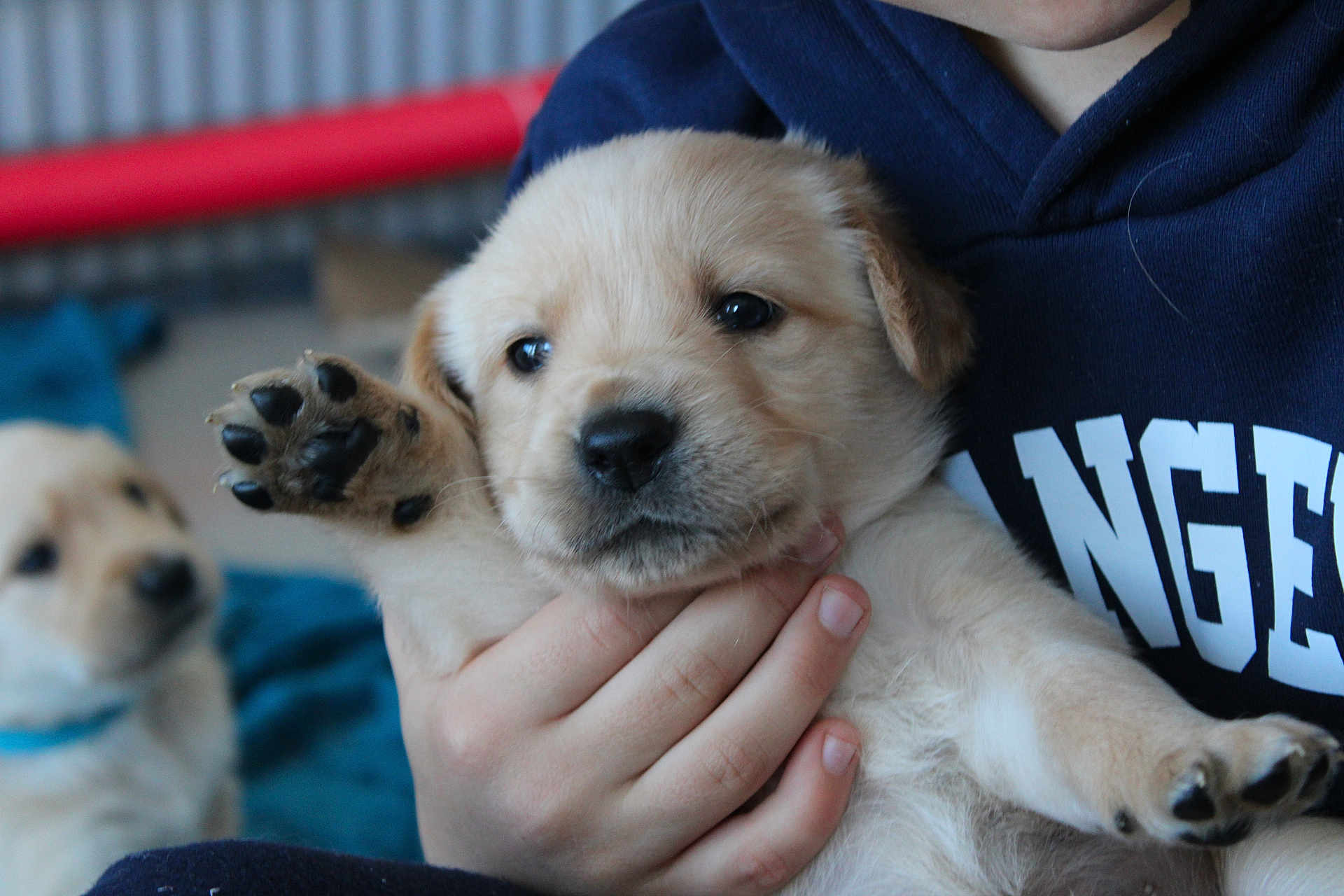 Rassie joined the competition — help win amazing prizes! animal, bodypart, canine, clothing, cockerspaniel, dog, eskimodog, finger, goldenretriever, hand, hound, knitwear, labradorretriever, person, pet, puppy, snout, sweater, sweatshirt, terrier