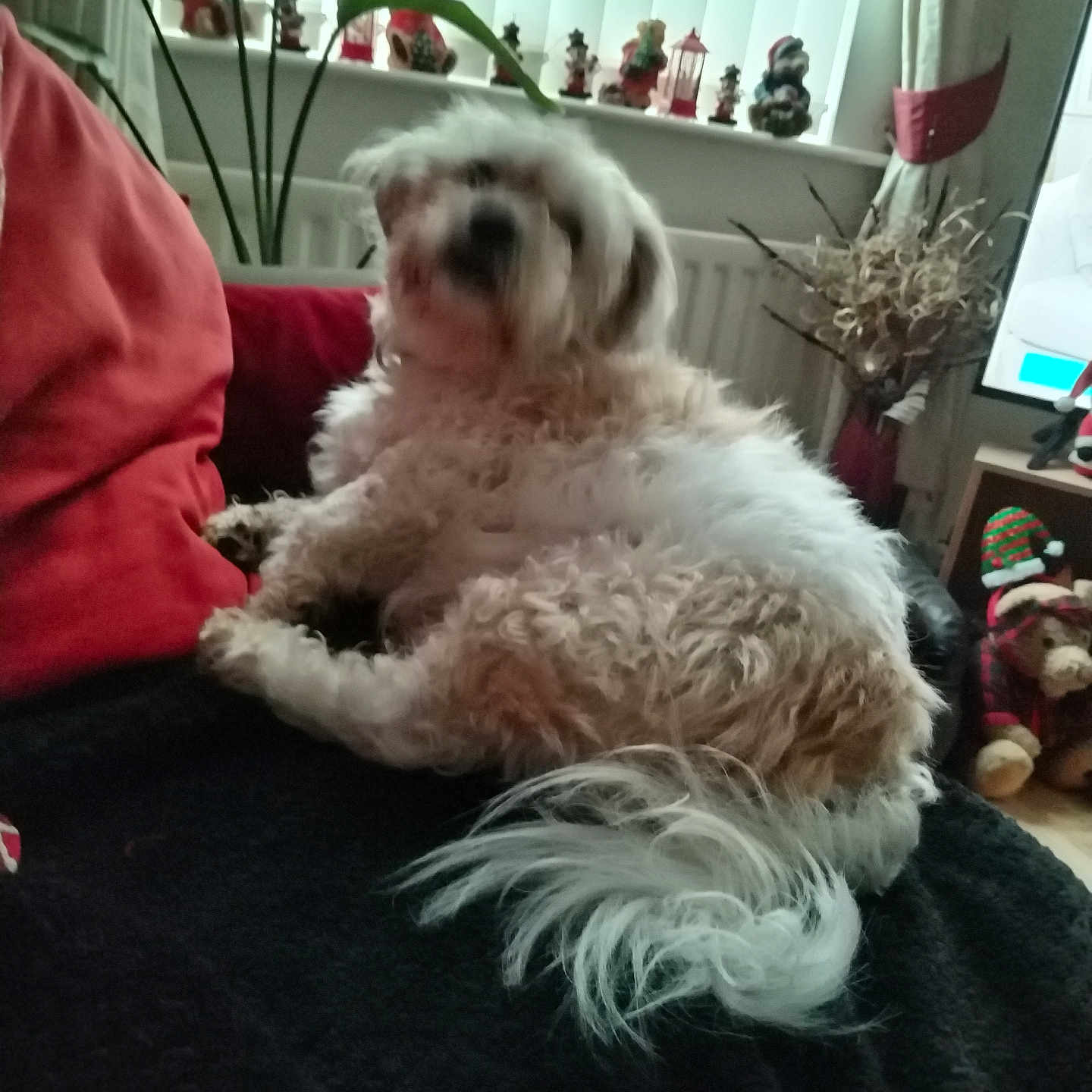 Rossi